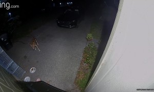 Cat Chases Away Coyote