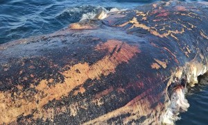 Great White Feasts on Whale Carcass Off Florida Coast