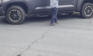 100-Year-Old Palm Tree Explodes When it Hits the Ground