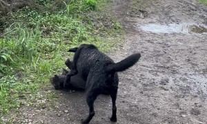 Determined Doggo Carries Heavy Log