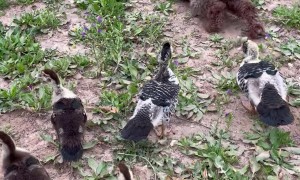 Pup Crawls Alongside Waddling Ducks
