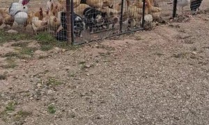 Chickens Hitch a Ride on the Backs of Pigs