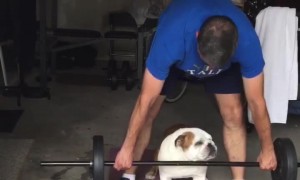 Bulldog Lifts Weights With Owner