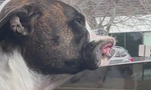 Boxer Dog Jowls Flapping in the Wind