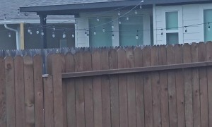 Neighbor's Dog Peeks Over Fence to Look for Friends