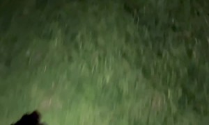 Dog Holds a Lantern For Walk in the Dark