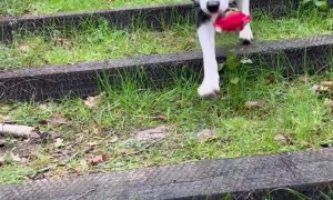 Border Collie Brings You a Flower