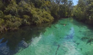 Dolphin Swims Under Portable Boat