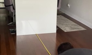 Measuring Cat's Crazy Long Jump