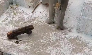 Polar Bear Takes A Dive