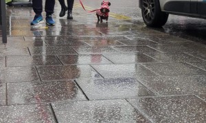 Dachshund Sports a Rain Coat