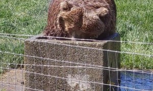 Bear Washes Her Hair