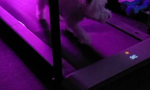 Westie On A Walking Pad