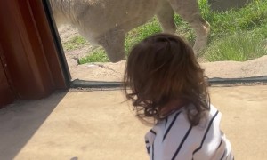 Lion and Baby on Opposite Sides of Glass