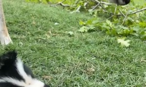 Orphaned Baby Skunk Introduced To Friendly Deer
