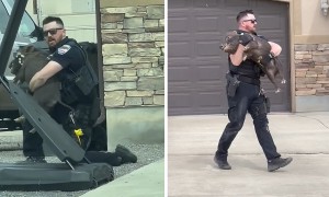 Officer caught on video chasing down and tackling a runaway pig