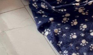 Bulldog Puppy Hides In Cozy Sofa Hammock