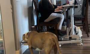 Thirsty Dog's Noisy Drinking Disrupts Work Meeting