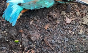 Kind Woman Gently Removes a Kingfisher From Her Kitchen