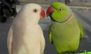 Parrots Mintee and Amber on a Date