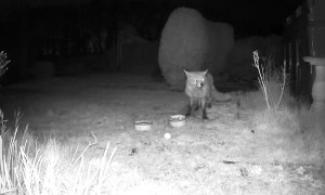 Neighbour's Cat Tries Eating Fox's Dinner