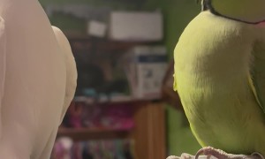 Passionate Parrots Show Their Love For Each Other