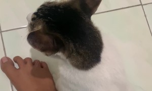 Cat Chases Shoelace In Circles