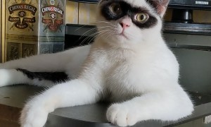 Cat Crusader Wears Zorro Mask