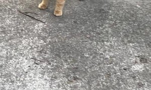 Orange Cat is Bereft of All Wild Instincts