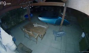 Bear Takes Nighttime Swim In California Pool