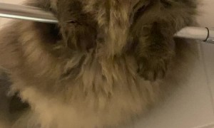 Siberian Cat Chills On Shower Rod