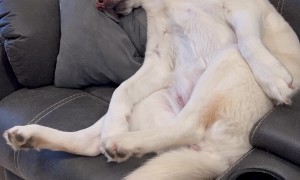 Lounging Labrador Twitches In Her Sleep