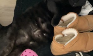 Black Cat Lounges With Legs Stretched Out