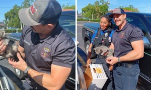 Police rescue kitten from car engine