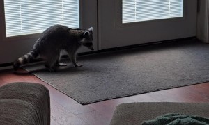 Pet Raccoon Chases Its Tail