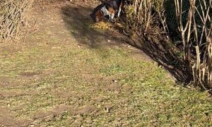Beagle Chows Down With a Deer