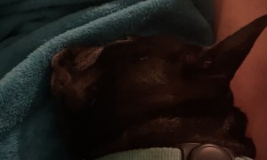 Frenchie Visits Dreamland