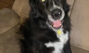 This Dog Is One of the Boys