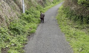 Dog Fakes Injury So Walk Doesn't End