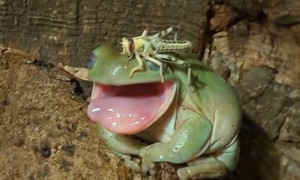 Tree Frog Brushes Away Pesky Locust