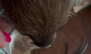 Baby Sloth Blows Water Bubbles