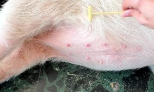 Pig Collapses For Good Belly Scratches