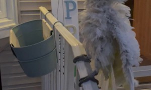 Cockatoo Reacts to Solar Eclipse