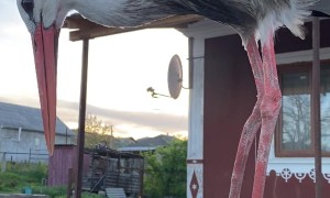 It's Not Your Car Anymore, It's The Storks