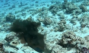 Titan Triggerfish vs Octopus