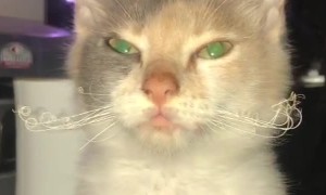 Kitten's Whiskers Look Like a Fancy Mustache
