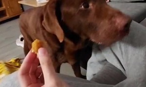 The World's Most Indecisive Labrador