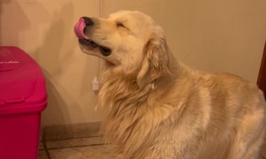 Goofy Golden Shares a Toothy Grin