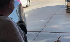 Chihuahua Screams At Mom's Arrival