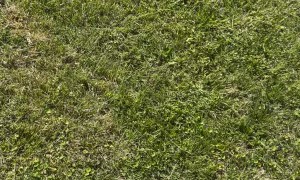 Baby Goat Harasses Giant Tortoise